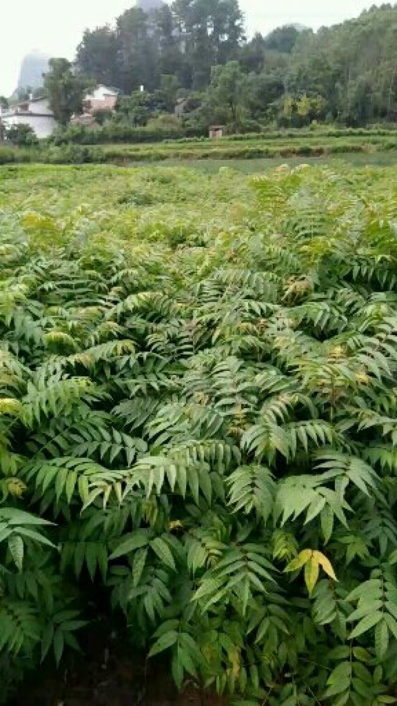 红芽香椿苗.嫩芽可以当菜，长大以后可以做漂亮的楼梯扶手