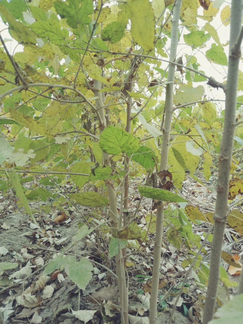 水果种苗桑树苗实生苗