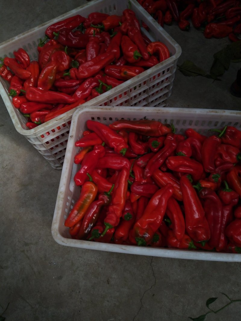 辣椒，大棚蔬菜辣椒基地