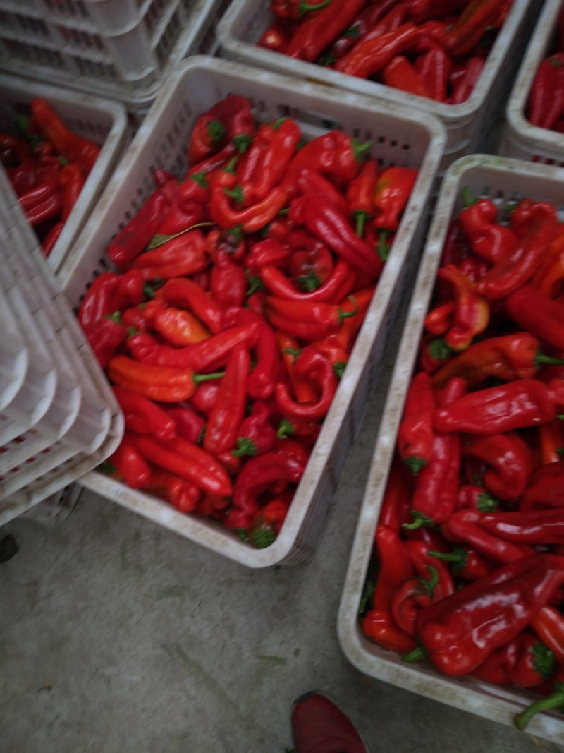 辣椒，大棚蔬菜辣椒基地