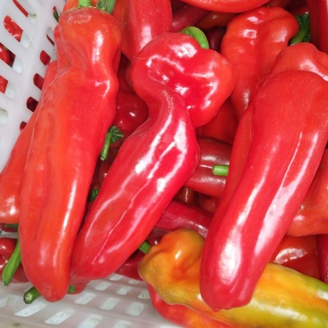 辣椒，大棚蔬菜辣椒基地
