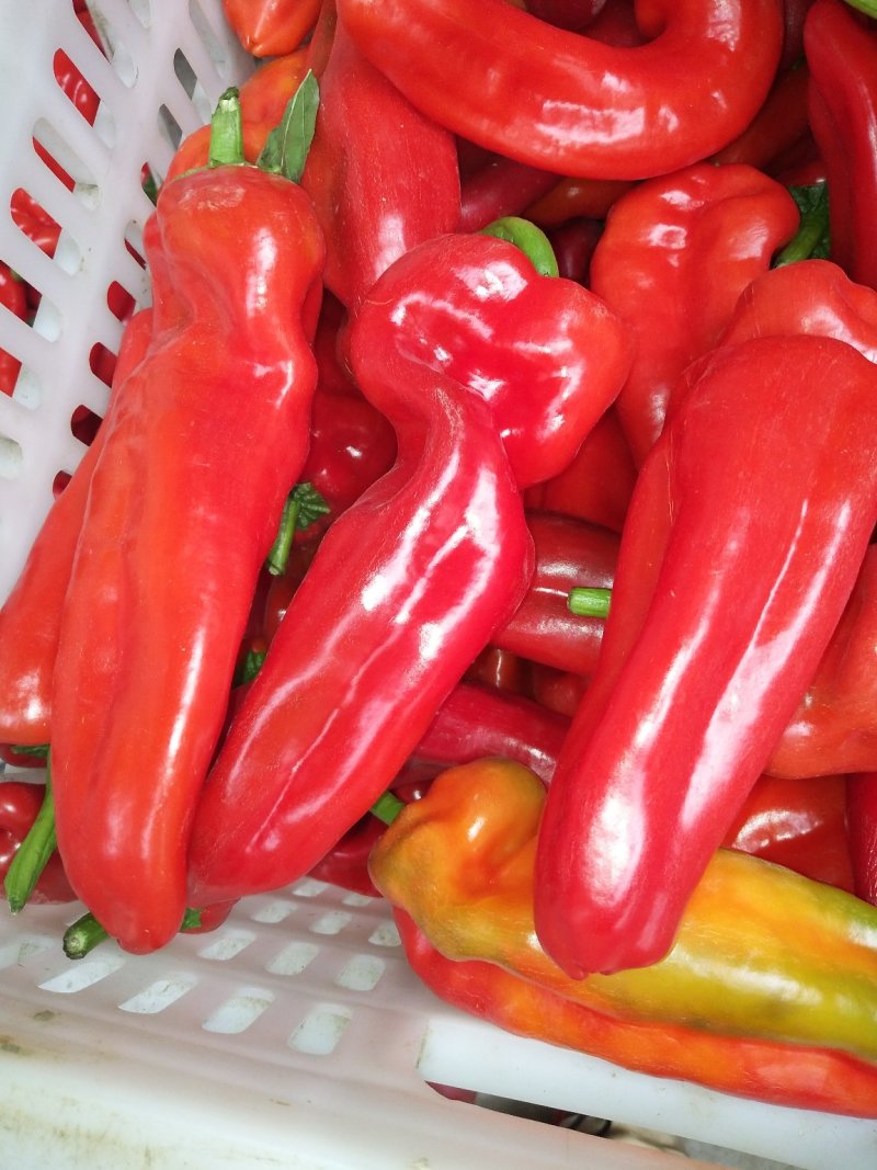 辣椒，大棚蔬菜辣椒基地