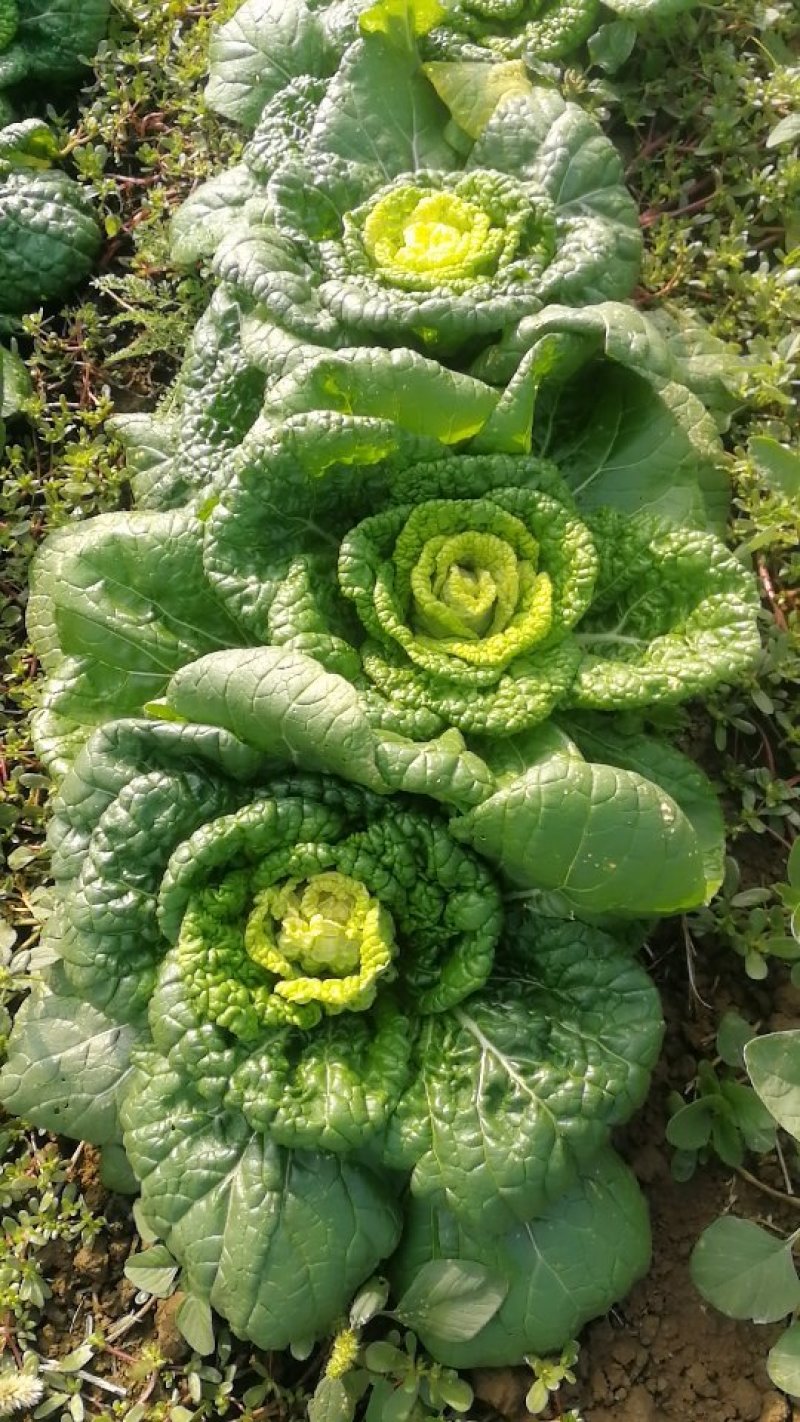 上海青，黄心菜