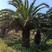【推荐】加纳利海藻棕榈树绿化基地直供欢迎致电诚信代办