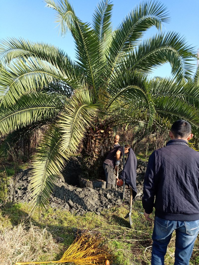 【推荐】加纳利海藻棕榈树绿化基地直供欢迎致电诚信代办