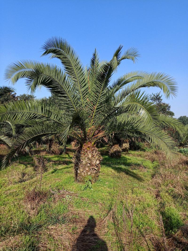 【推荐】加纳利海藻棕榈树绿化基地直供欢迎致电诚信代办