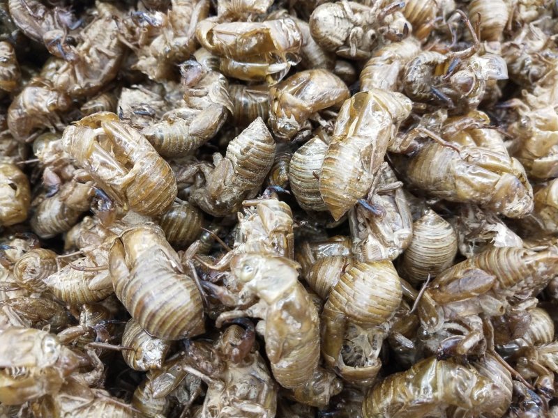 蝉蜕虫退水洗蝉蜕无泥土干净实物拍摄无条件退货包邮