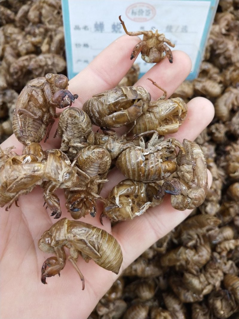 蝉蜕虫退水洗蝉蜕无泥土干净实物拍摄无条件退货包邮