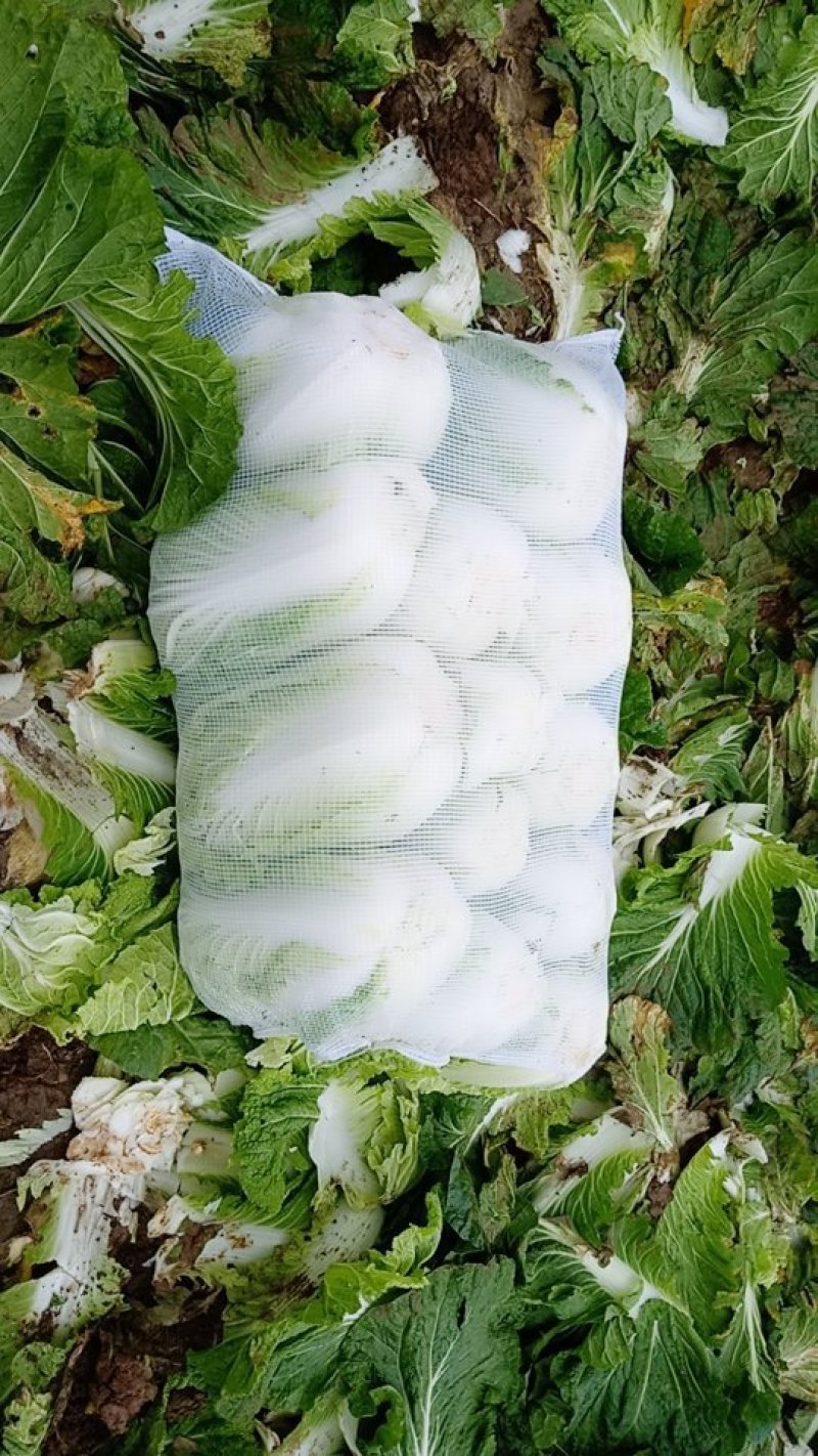 白菜