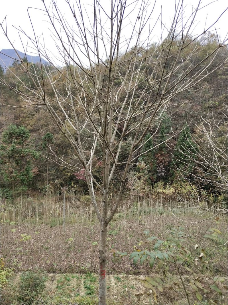 七叶树