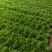 苦菊