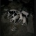 精品格力犬格惠犬出售格力犬幼犬格惠犬幼犬