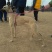 精品格力犬格惠犬出售格力犬幼犬格惠犬幼犬