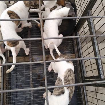 精品格力犬格惠犬出售格力犬幼犬格惠犬幼犬