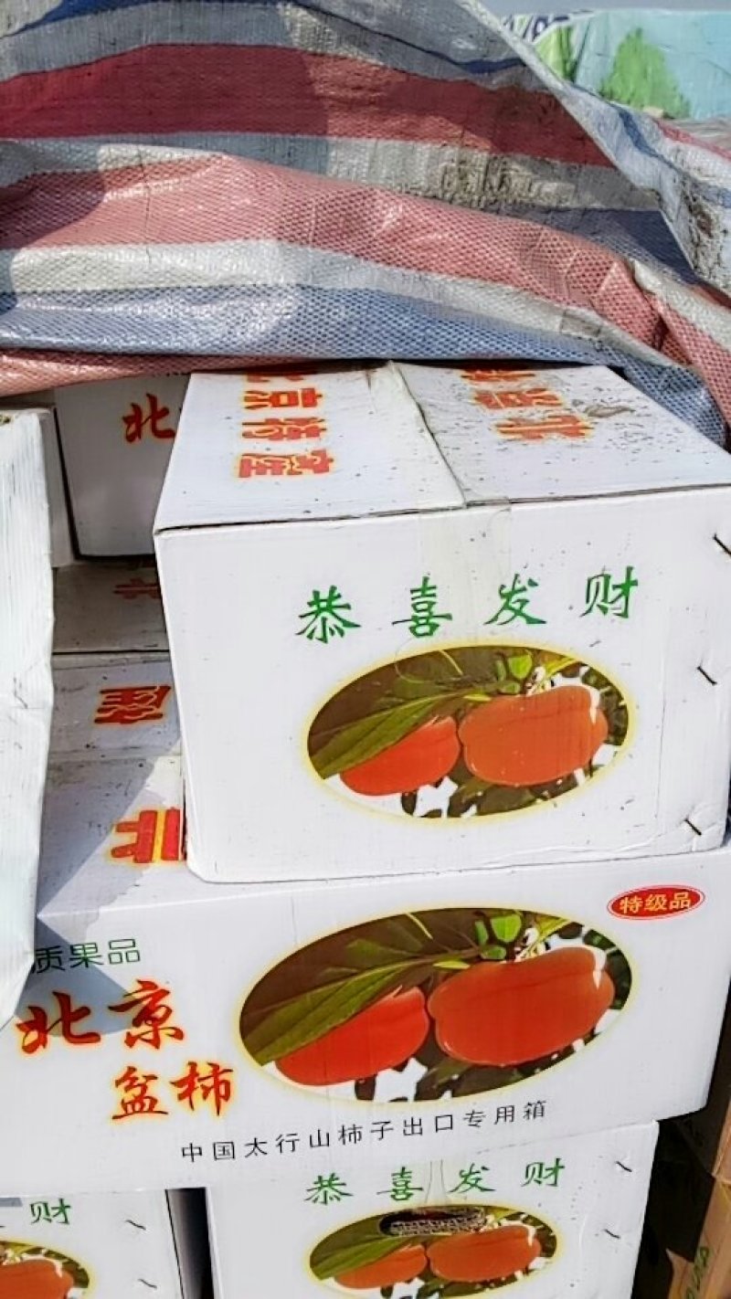 柿子