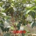 红宝石芭乐60~70mm红心