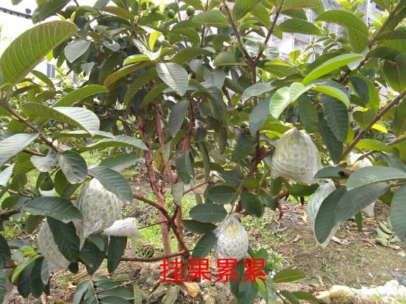 红宝石芭乐60~70mm红心