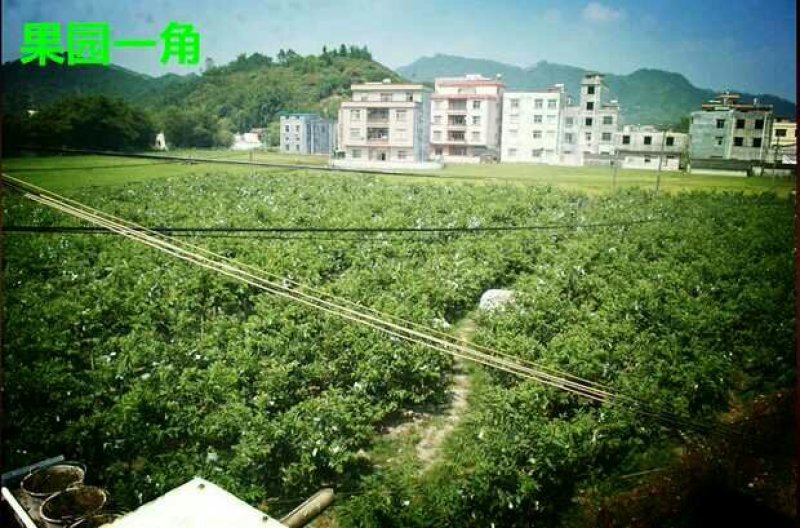 红宝石芭乐60~70mm红心