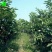 红宝石芭乐60~70mm红心