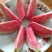 红宝石芭乐60~70mm红心