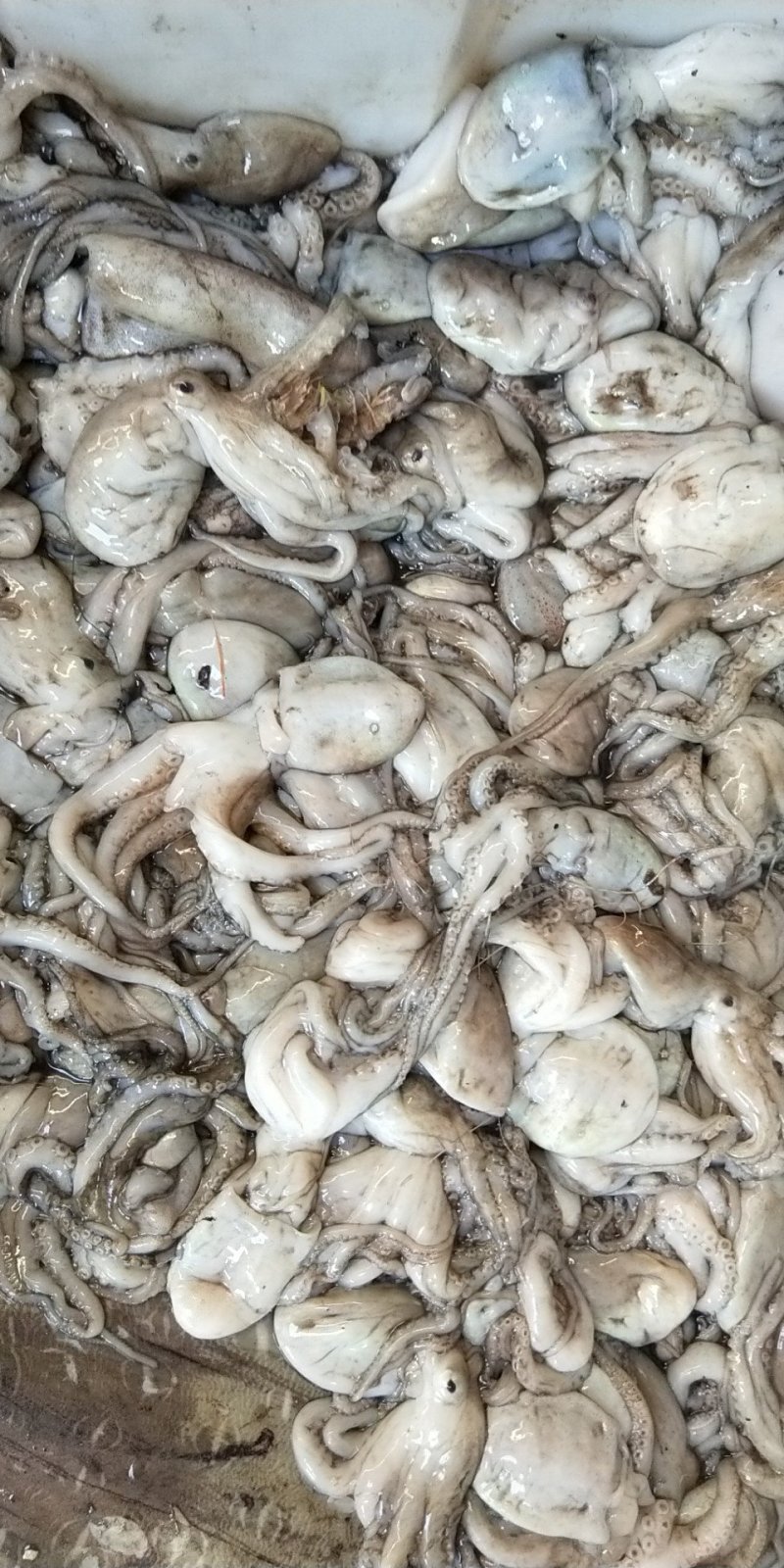 大管鱿鱼白管新鲜看的见