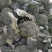 西兰花:研秀，**，寒秀产地直供！承接全国各地商家超市