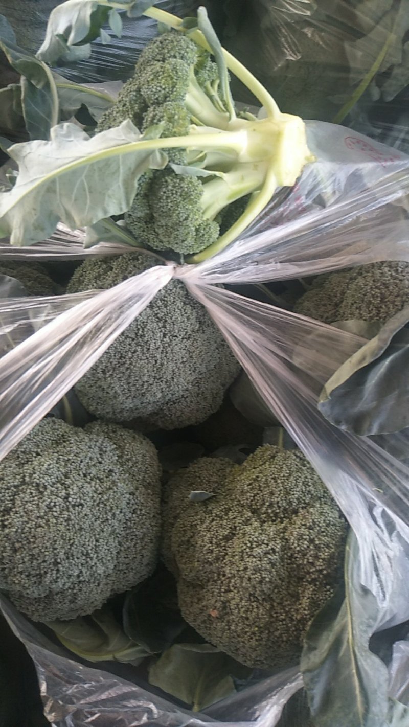 西兰花:研秀，**，寒秀产地直供！承接全国各地商家超市