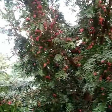 红豆杉种子