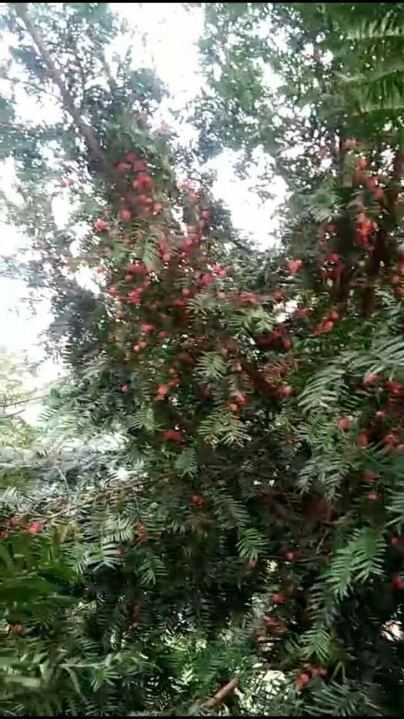 红豆杉种子