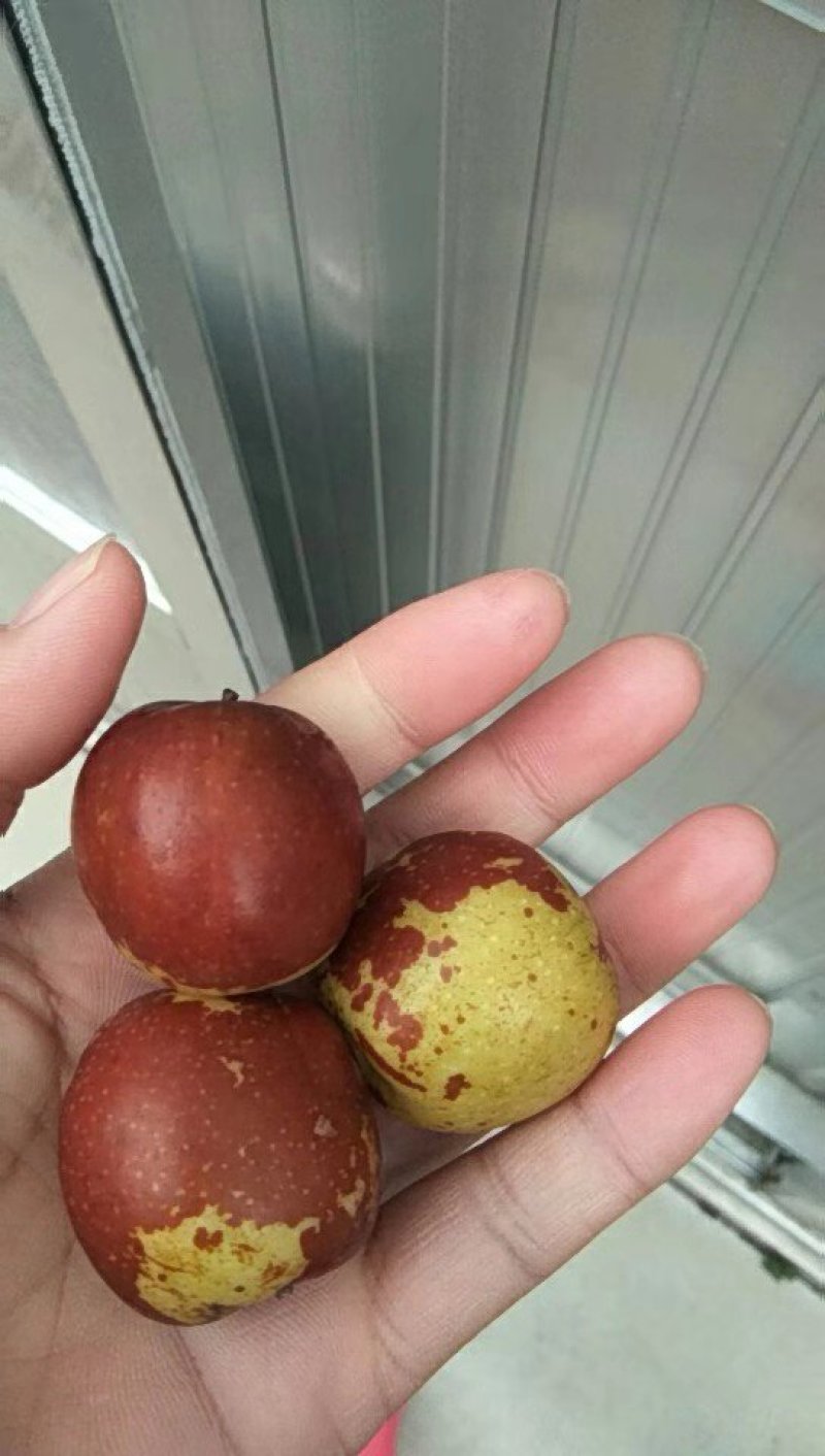 沾化冬枣
