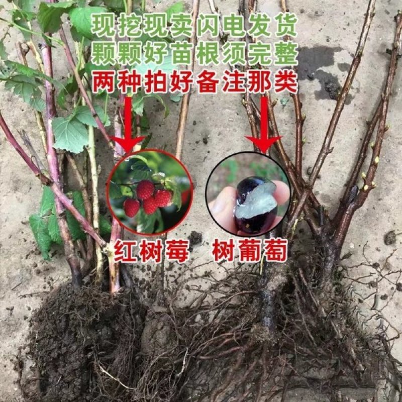 树莓苗红树莓黄树莓黑树莓，双季树莓，四季树莓，当年结果
