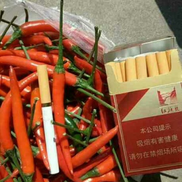 靓艳艳红辣椒长8-10公分艳红色硬果