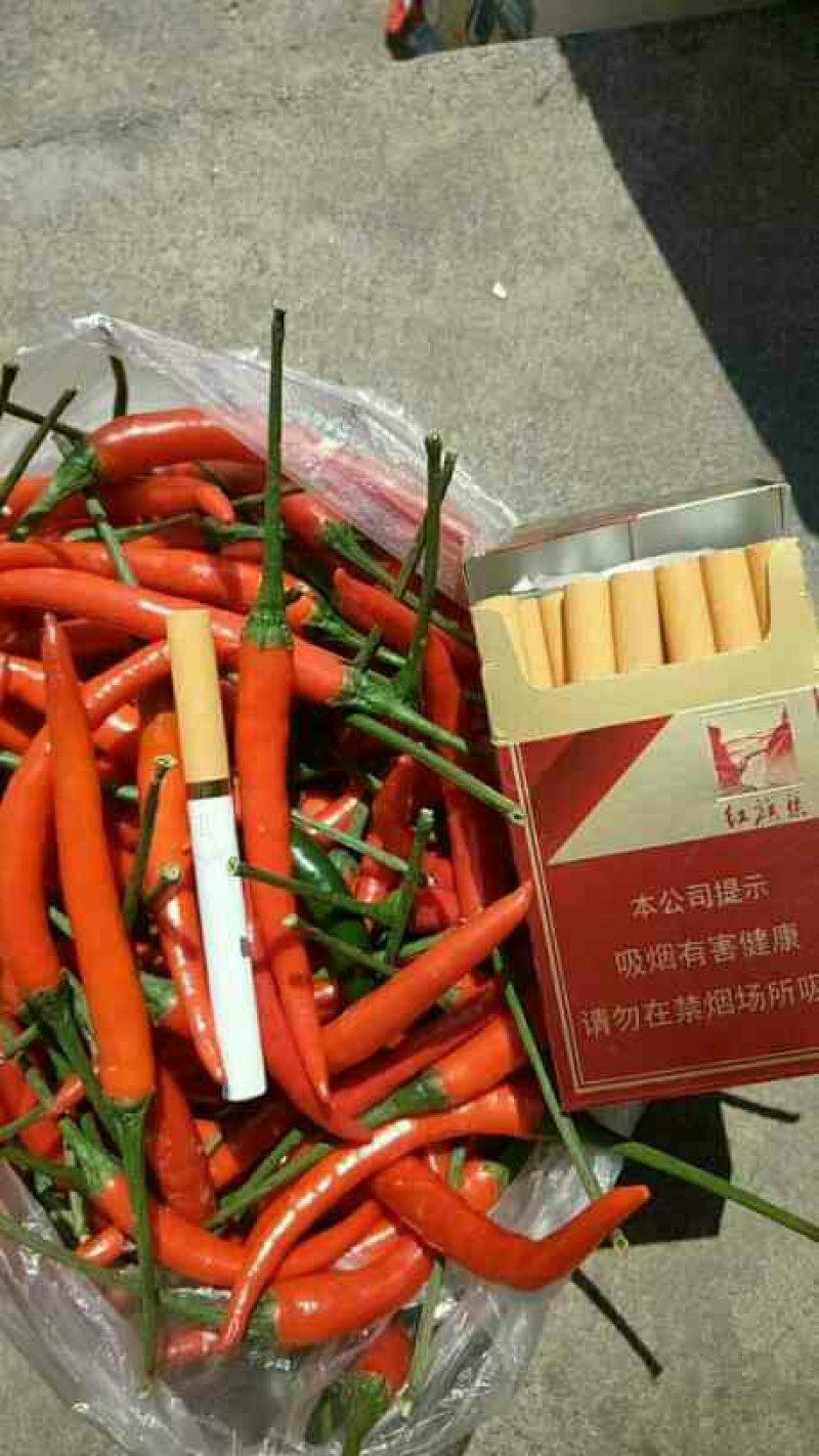 靓艳艳红辣椒长8-10公分艳红色硬果