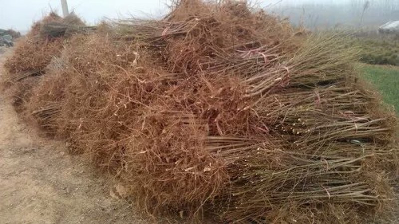 优质沂蒙霜红桃树苗，黄金油蟠桃苗黄金冠品种齐全放心苗