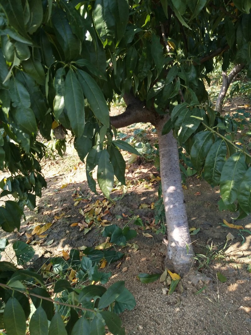 优质沂蒙霜红桃树苗，黄金油蟠桃苗黄金冠品种齐全放心苗