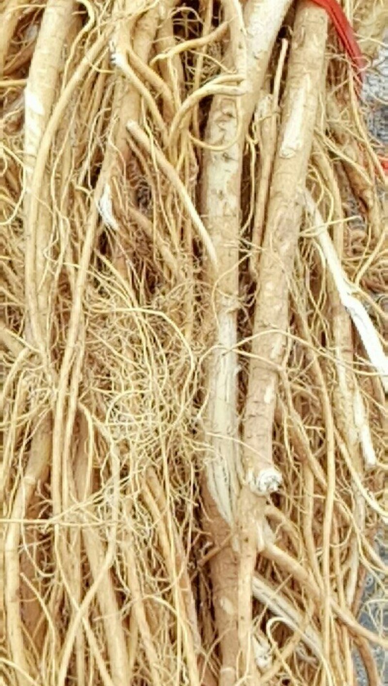 大量石参出售