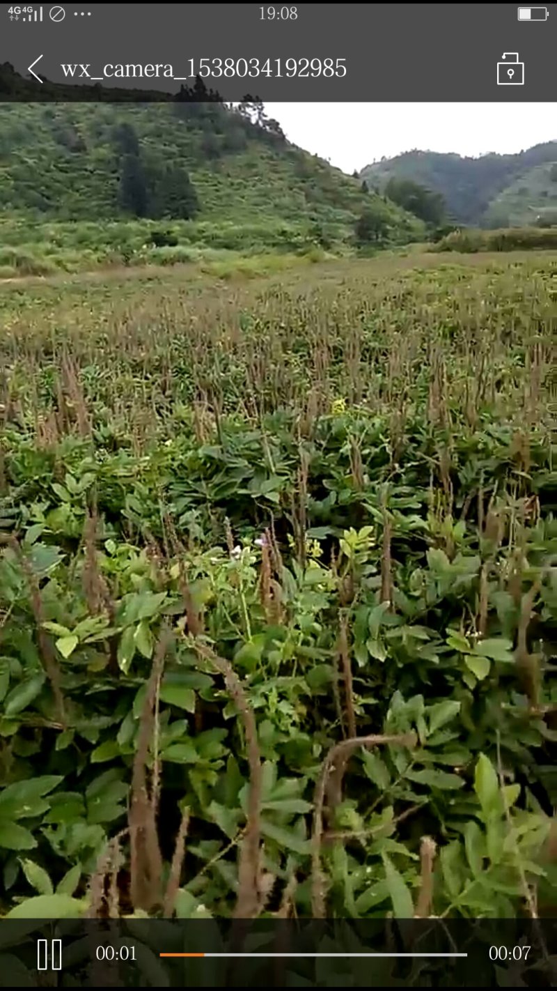 大量石参出售