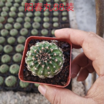 仙人球