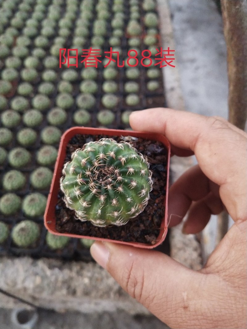 仙人球