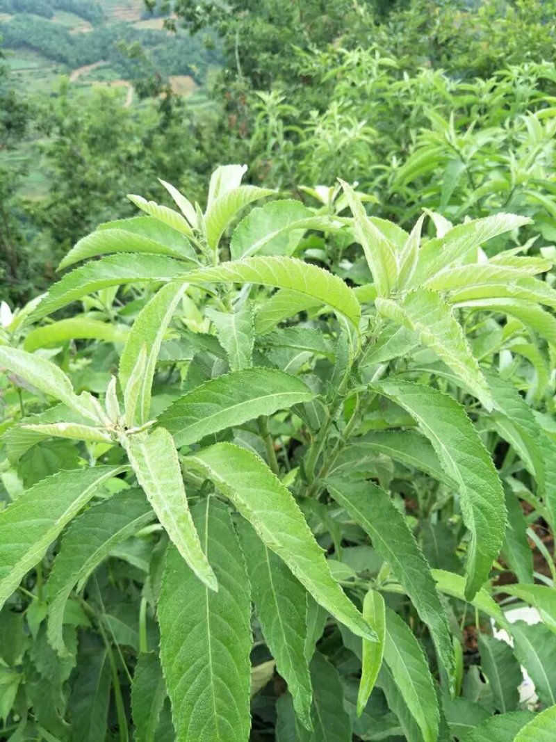 贵州特产艾片1kg起售