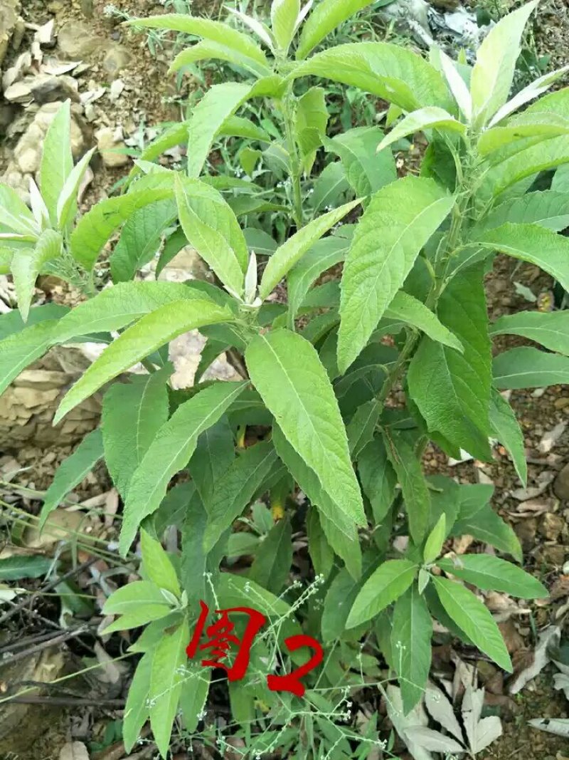 贵州艾纳香冰片苗圃可以预定价格美丽