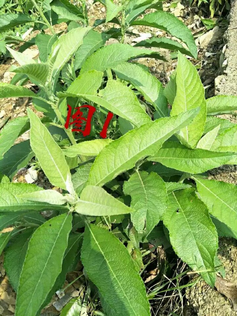 贵州艾纳香冰片苗圃可以预定价格美丽
