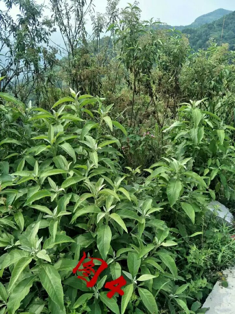 贵州艾纳香冰片苗圃可以预定价格美丽