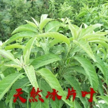 贵州艾纳香冰片苗圃可以预定价格美丽