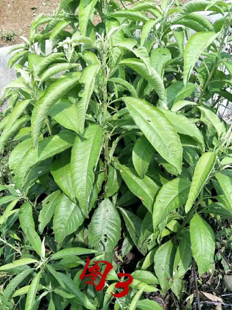 贵州艾纳香冰片苗圃可以预定价格美丽