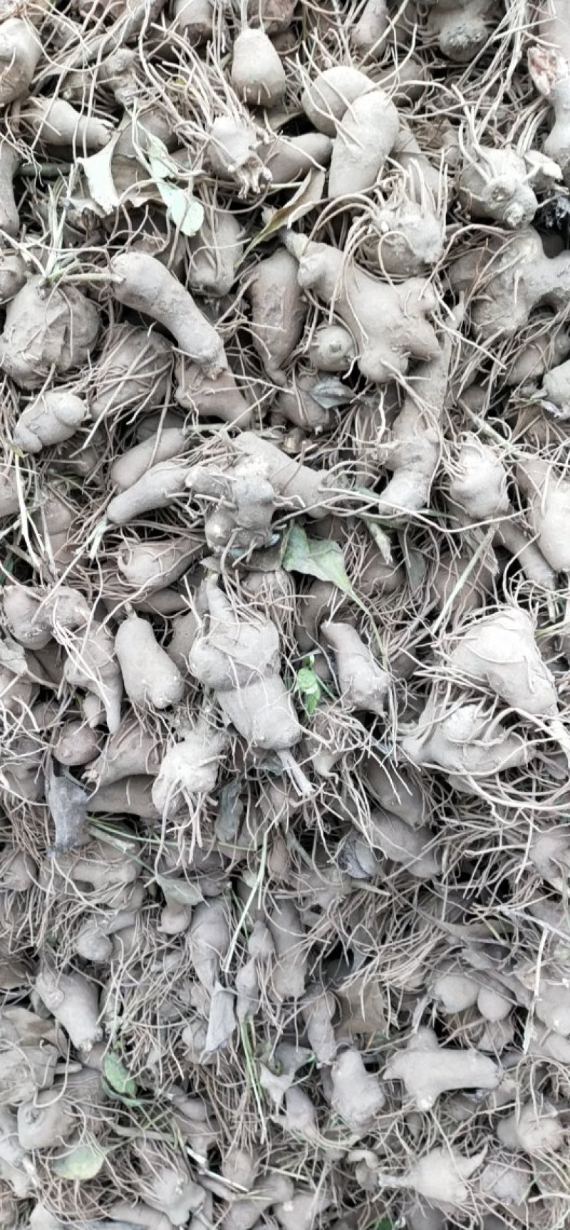 改良白术秧苗