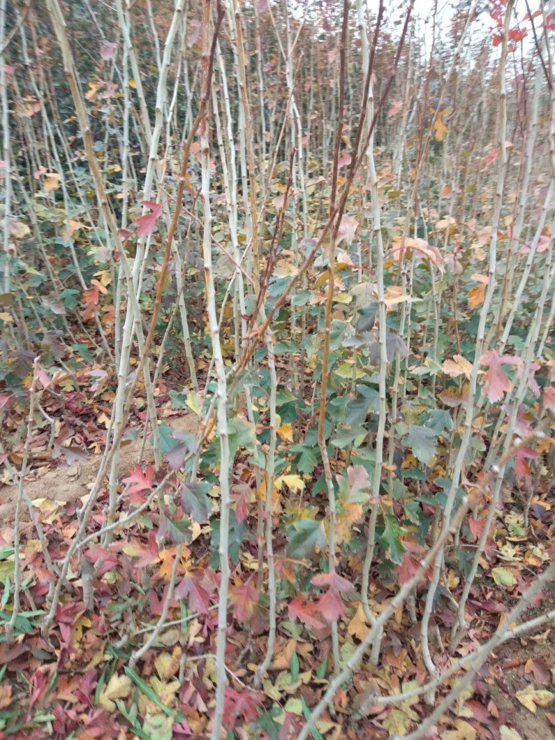 山楂苗，甜山楂苗，甜红果，规格/1.0/1.5公分