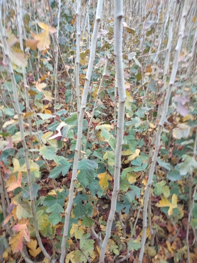 山楂苗，甜山楂苗，甜红果，规格/1.0/1.5公分