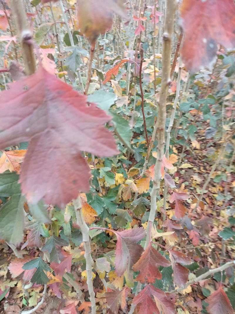 山楂苗，甜山楂苗，甜红果，规格/1.0/1.5公分