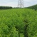 优质桃树品种桃树定植发帽南北种植果树基地